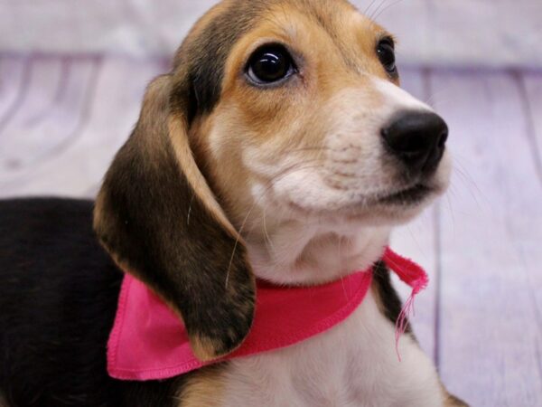 Beagle Dog Female Black Tri 17354 Petland Wichita, Kansas