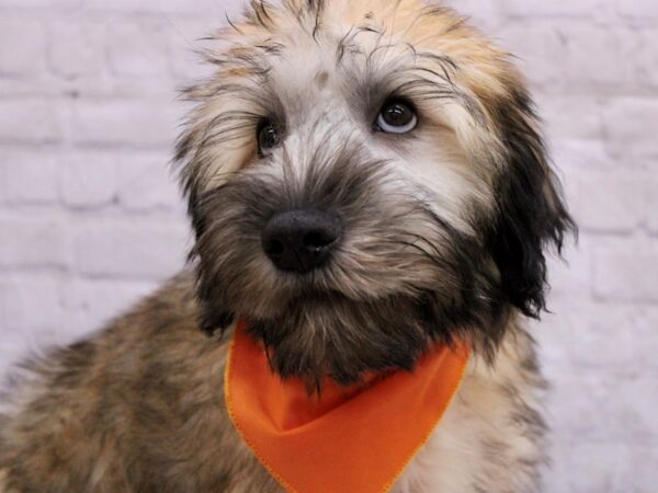 Soft Coated Wheaten Terrier Dog Male Wheaten 17352 Petland Wichita, Kansas