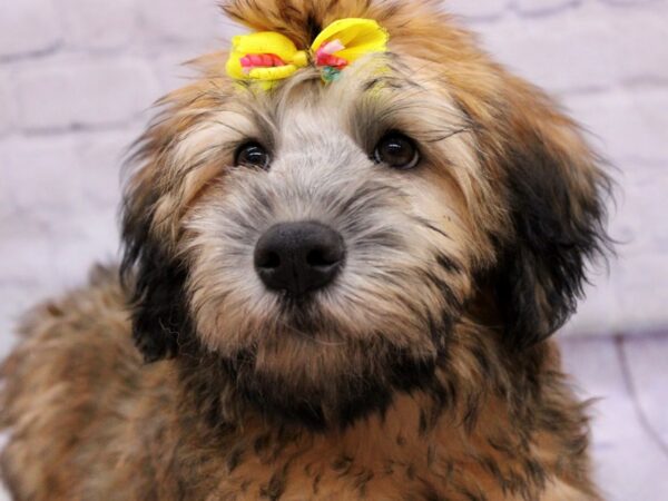 Soft Coated Wheaten Terrier Dog Female Wheaten 17353 Petland Wichita, Kansas