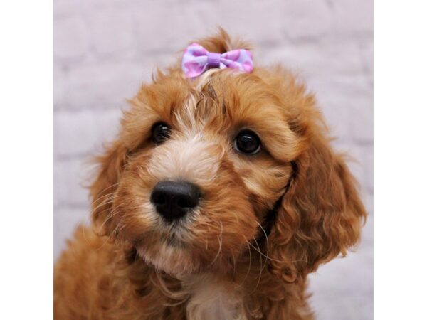 F2B Mini Golden Doodle Dog Female Red & White 17350 Petland Wichita, Kansas