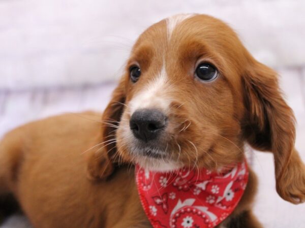 F2B Mini Golden Doodle Dog Male Red & White 17349 Petland Wichita, Kansas