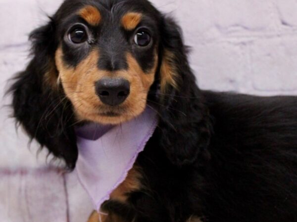 Miniature Dachshund Dog Female Long Haired - Black & Tan 17318 Petland Wichita, Kansas