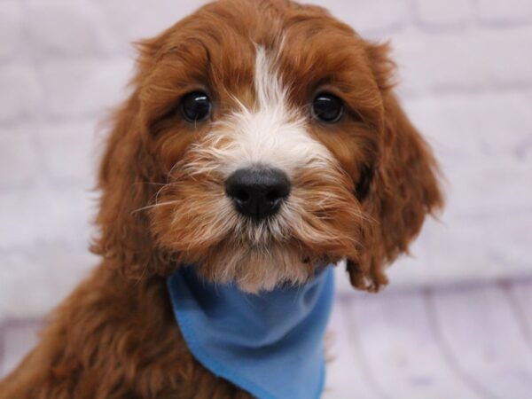 F2B Mini Golden Doodle Dog Male Red & White 17348 Petland Wichita, Kansas