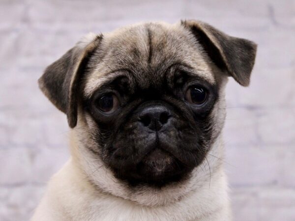 Pug-Dog-Female-Fawn w/ Black Mask-17209-Petland Wichita, Kansas