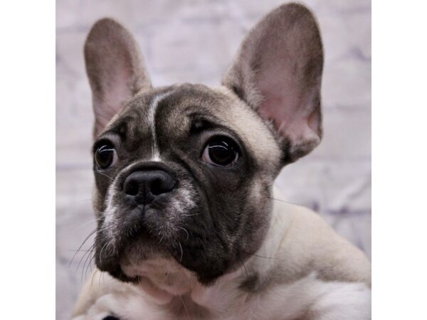 French Bulldog-Dog-Male-Fawn Piebald w/ Black Mask-17322-Petland Wichita, Kansas