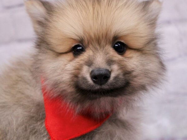 Pomeranian-Dog-Male-Wolf Sable-17372-Petland Wichita, Kansas