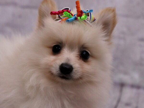 Pomeranian-Dog-Female-Cream-17373-Petland Wichita, Kansas