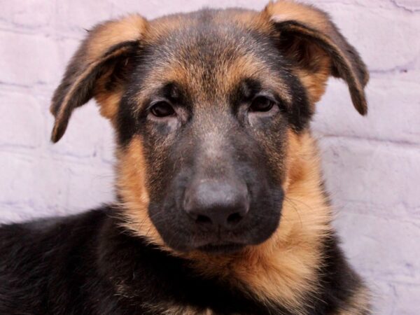 German Shepherd-Dog-Male-Black & Tan-17378-Petland Wichita, Kansas