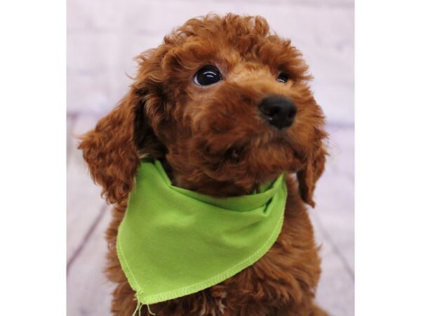 Moyen Poodle-Dog-Male-Red-17380-Petland Wichita, Kansas