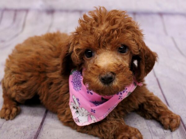 Moyen Poodle Dog Female Red 17381 Petland Wichita, Kansas