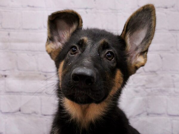 German Shepherd Dog Female Black & Tan 17383 Petland Wichita, Kansas