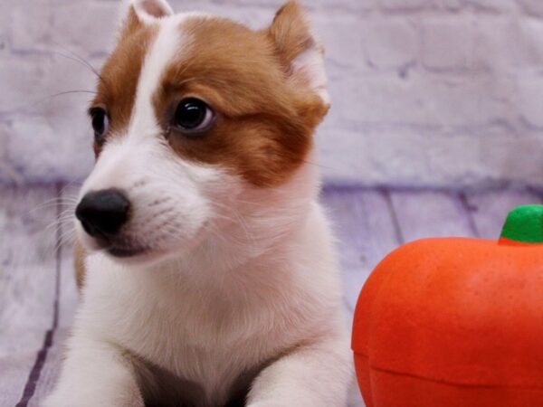 Pembroke Welsh Corgi-Dog-Female-Red & White-17384-Petland Wichita, Kansas