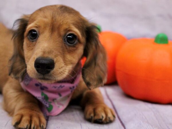 Miniature Dachshund-Dog-Female-Red Dapple-17385-Petland Wichita, Kansas