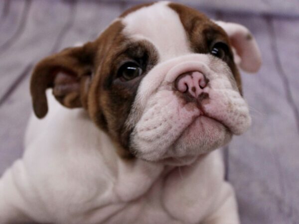 English Bulldog Dog Female Chocolate Piebald 17387 Petland Wichita, Kansas