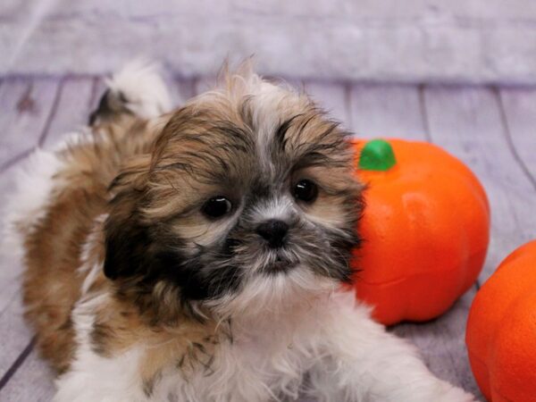 Shih Tzu Dog Female Gold & White 17392 Petland Wichita, Kansas