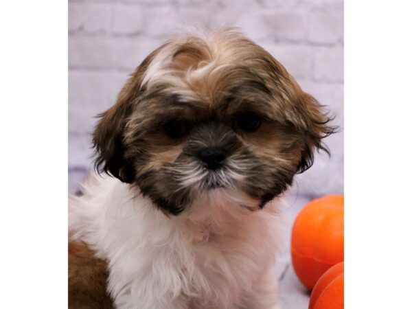 Shih Tzu Dog Female Gold & White 17393 Petland Wichita, Kansas