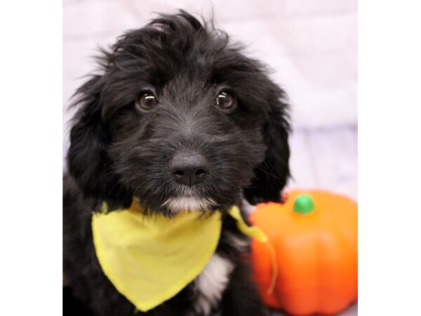 Mini Aussiedoodle Dog Female Black 17395 Petland Wichita, Kansas