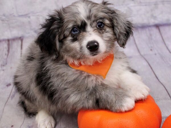 Mini Aussiedoodle Dog Male Blue Merle 17391 Petland Wichita, Kansas