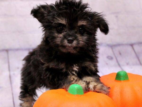 Toy Chi Poo-Dog-Female-Black & Tan-17390-Petland Wichita, Kansas