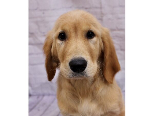 Golden Retriever Dog Female Gold 17410 Petland Wichita, Kansas