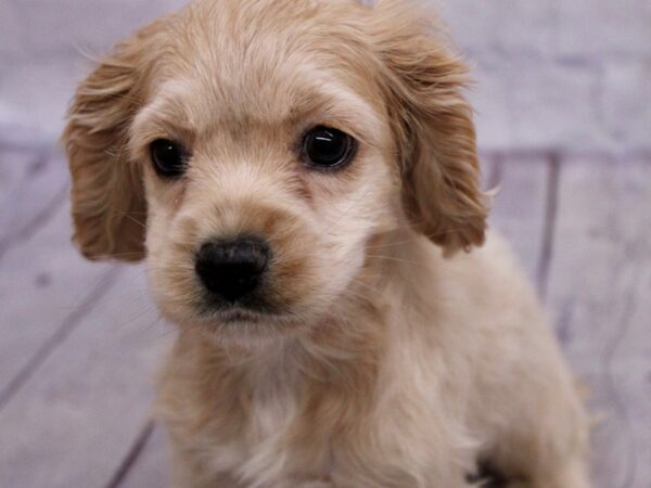 Cocker Spaniel-Dog-Female-Buff-17406-Petland Wichita, Kansas