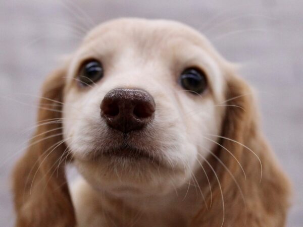 Miniature Dachshund Dog Female Isabella Cream 17405 Petland Wichita, Kansas