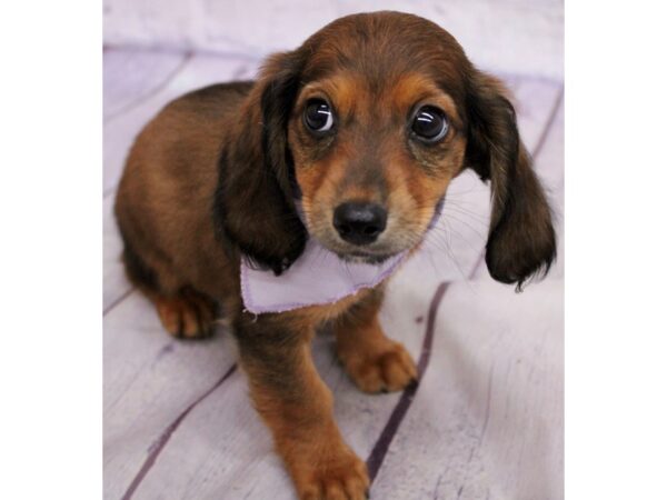 Miniature Dachshund-Dog-Female-Ling Hair - Red Sable-17404-Petland Wichita, Kansas