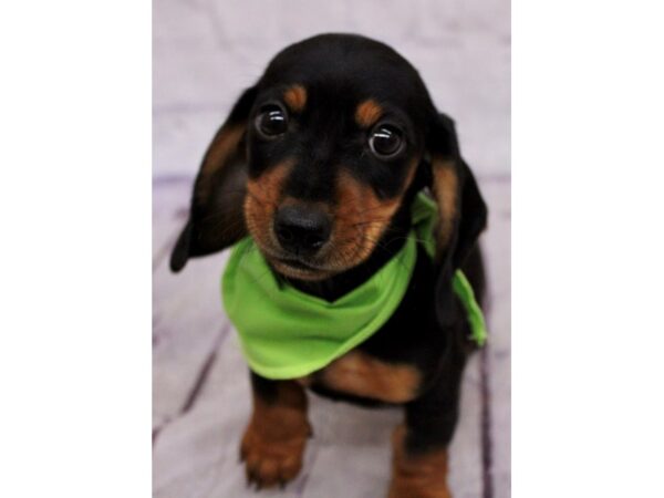 Miniature Dachshund Dog Male Smooth Coat - Black & Rust 17403 Petland Wichita, Kansas