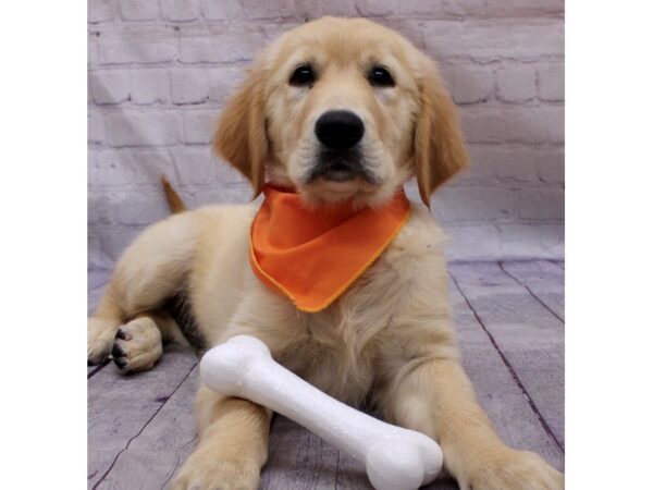 Golden Retriever Dog Male Gold 17409 Petland Wichita, Kansas