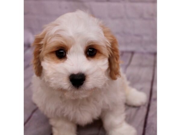 Cavachon Dog Male Blenheim 17400 Petland Wichita, Kansas