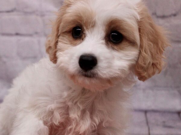 Cavachon-Dog-Female-Blenheim-17399-Petland Wichita, Kansas