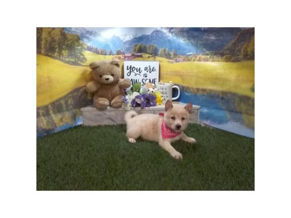 Shiba Inu-Dog-Female-Cream-17431-Petland Wichita, Kansas