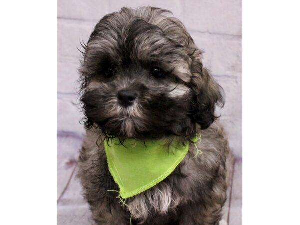 Shih Poo Dog Male Brindle w/ White feet 17397 Petland Wichita, Kansas