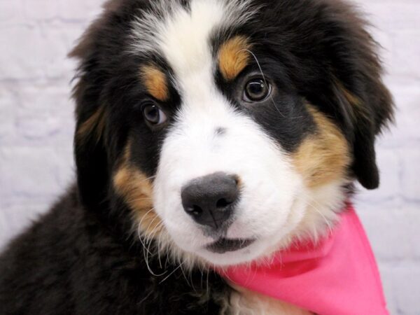 Bernese Mountain Dog Dog Female Black Tri 17407 Petland Wichita, Kansas