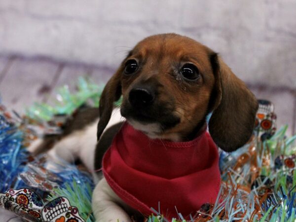 Miniature Dachshund Dog Female Red & Black Piebald 17412 Petland Wichita, Kansas