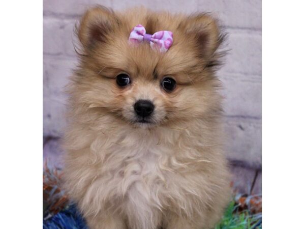 Pomeranian-Dog-Female-Phantom Merle-17415-Petland Wichita, Kansas