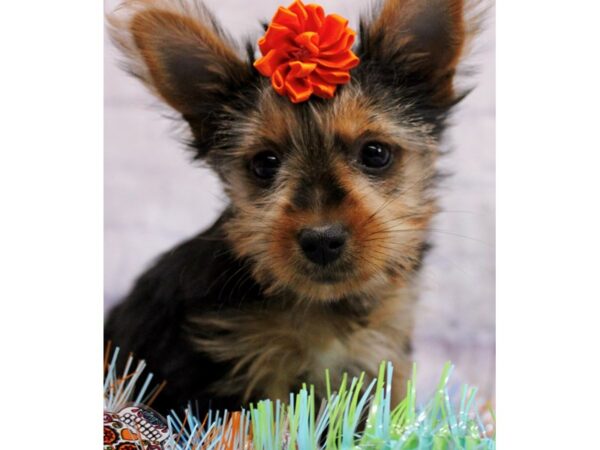 Yorkshire Terrier Dog Female Black & Tan 17416 Petland Wichita, Kansas