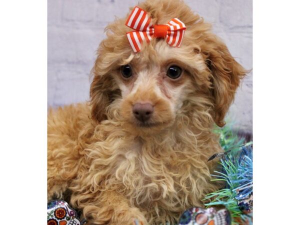 Toy Poodle Dog Female Gold 17421 Petland Wichita, Kansas