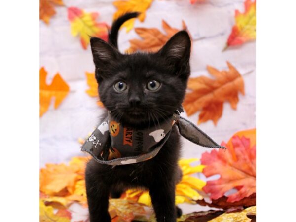 Adopt A Pet Kitten Cat Male Medium Hair Black 17439 Petland Wichita, Kansas