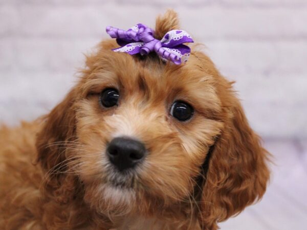 F2B Mini Golden Doodle Dog Female Red & White 17351 Petland Wichita, Kansas