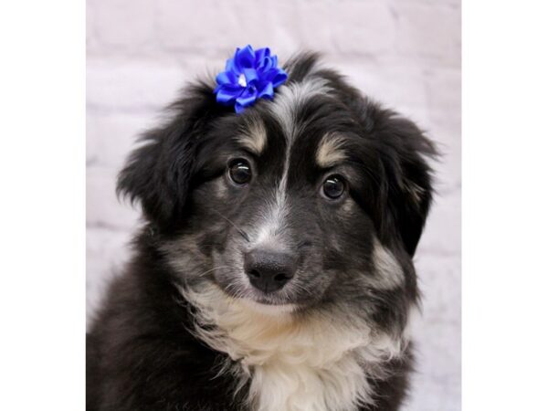 Miniature Australian Shepherd Dog Female Black Tri 17363 Petland Wichita, Kansas