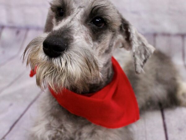 Miniature Schnauzer Dog Male Salt & Pepper 17366 Petland Wichita, Kansas