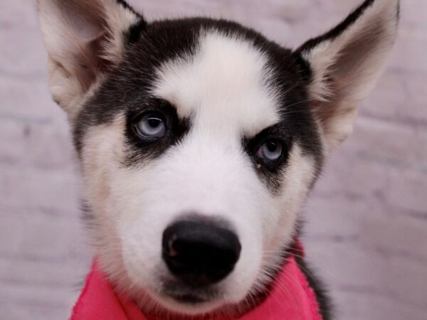 Siberian Husky Dog Female Black & White 17382 Petland Wichita, Kansas