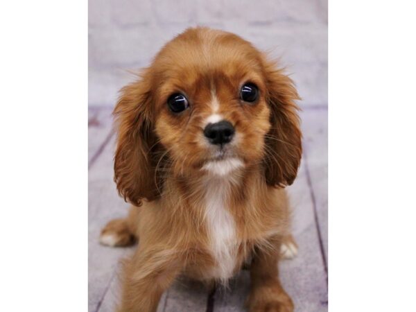 Cavalier King Charles Spaniel Dog Female Ruby w/ White 17402 Petland Wichita, Kansas