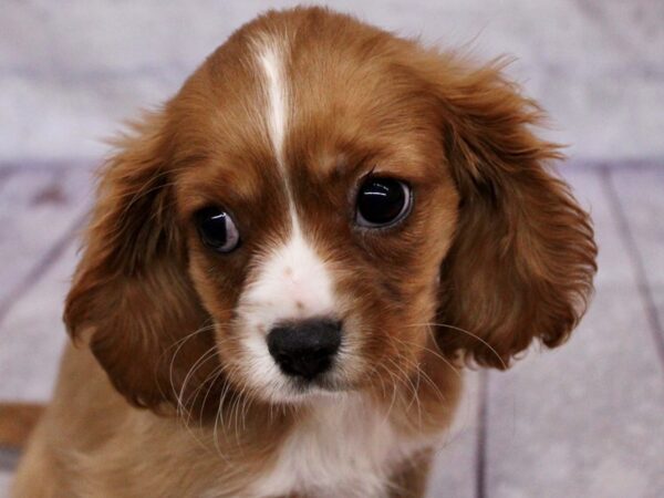 Cavalier King Charles Spaniel Dog Male Ruby w/ White 17401 Petland Wichita, Kansas