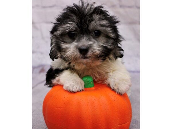 Coton De Tulear Dog Female Black Tri Parti 17408 Petland Wichita, Kansas