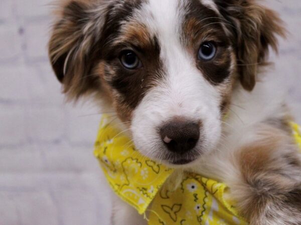 Miniature Australian Shepherd Dog Female Red Merle 17347 Petland Wichita, Kansas