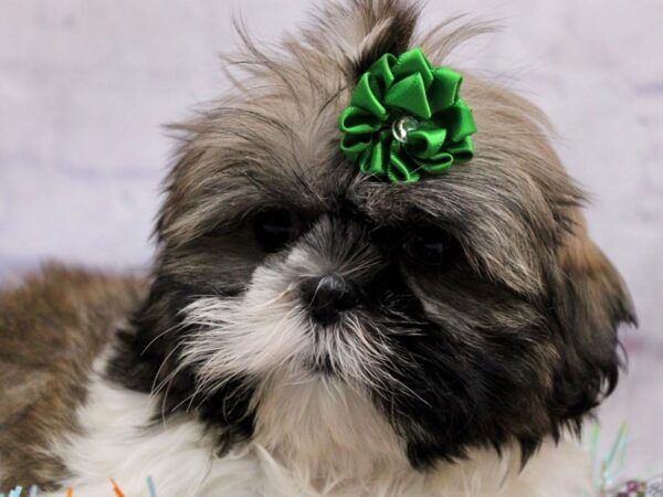 Shih Tzu Dog Female Gold and White 17413 Petland Wichita, Kansas