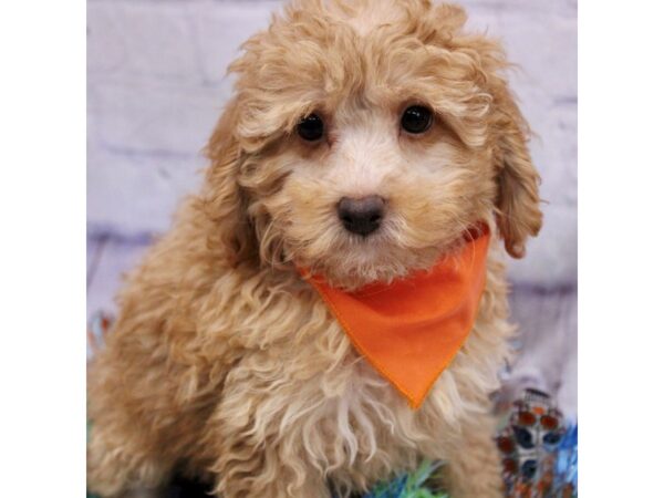 Toy Poodle-Dog-Male-Gold-17418-Petland Wichita, Kansas