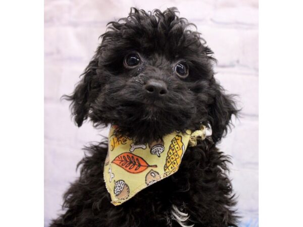 Toy Poodle Dog Male Black 17420 Petland Wichita, Kansas